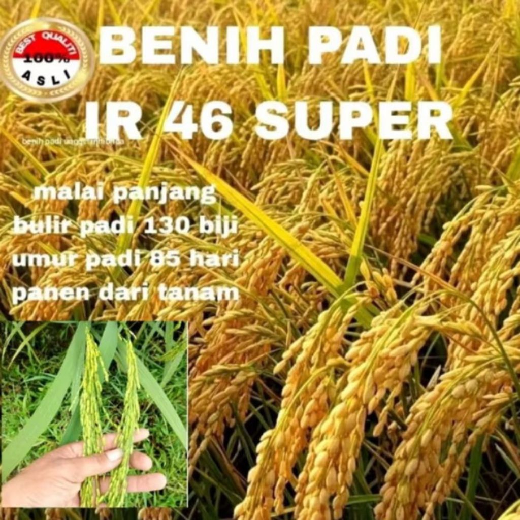 BENIH PADI IR 46 MALAI Panjang berkualitas kemasan 5 kg