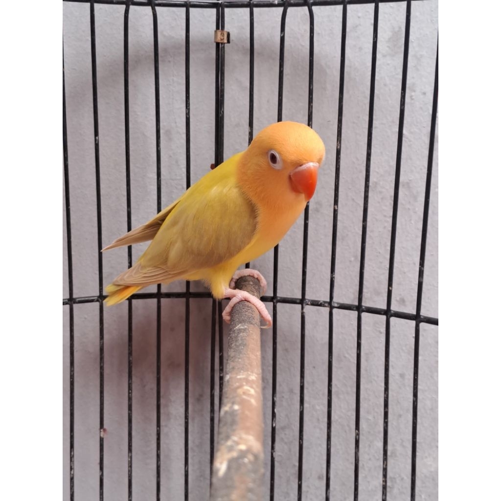 Lovebird Paud Jantan Biola Aquablue1 Euwing Violet Pale Fallow