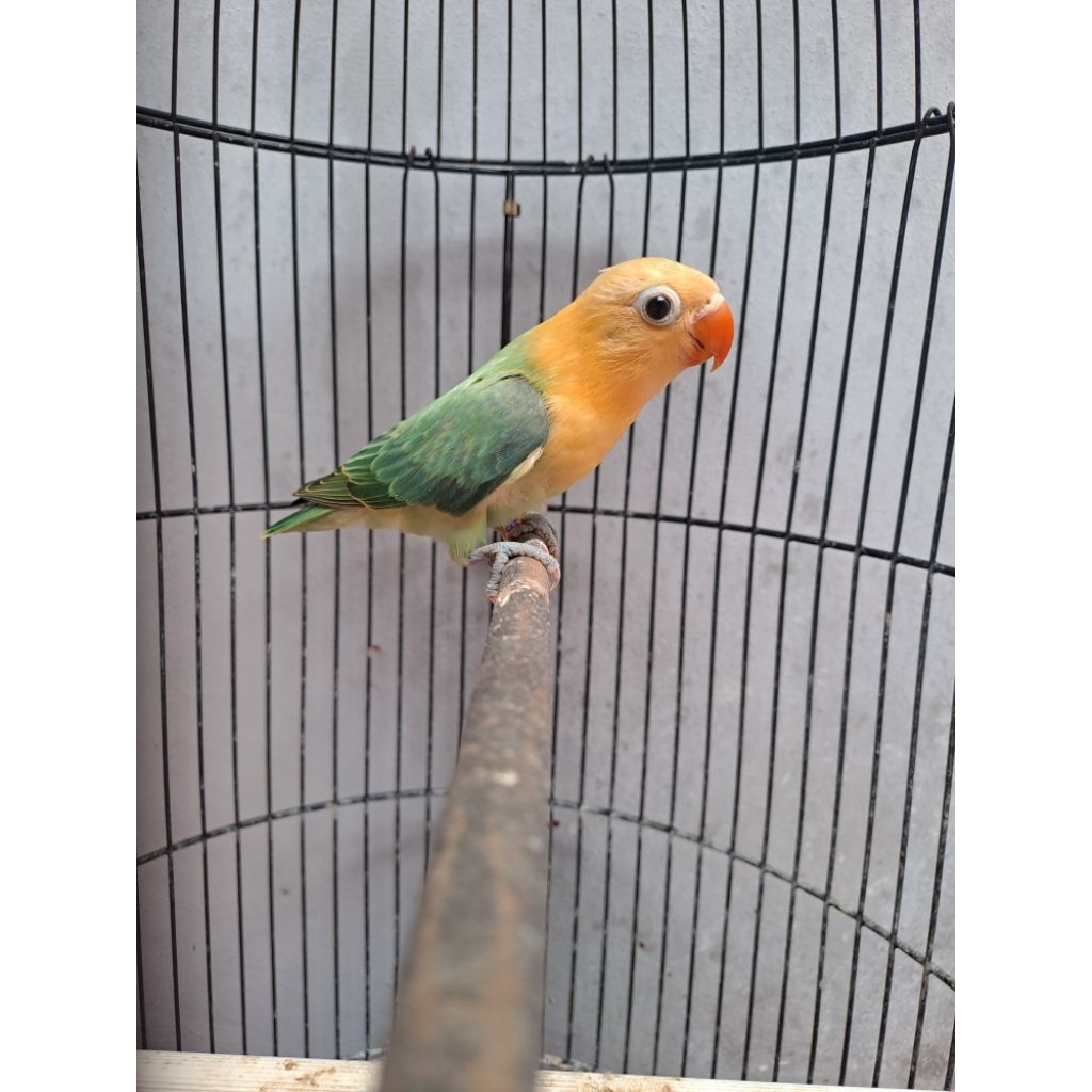 Lovebird Paud Biola AquaBlue1//Ino