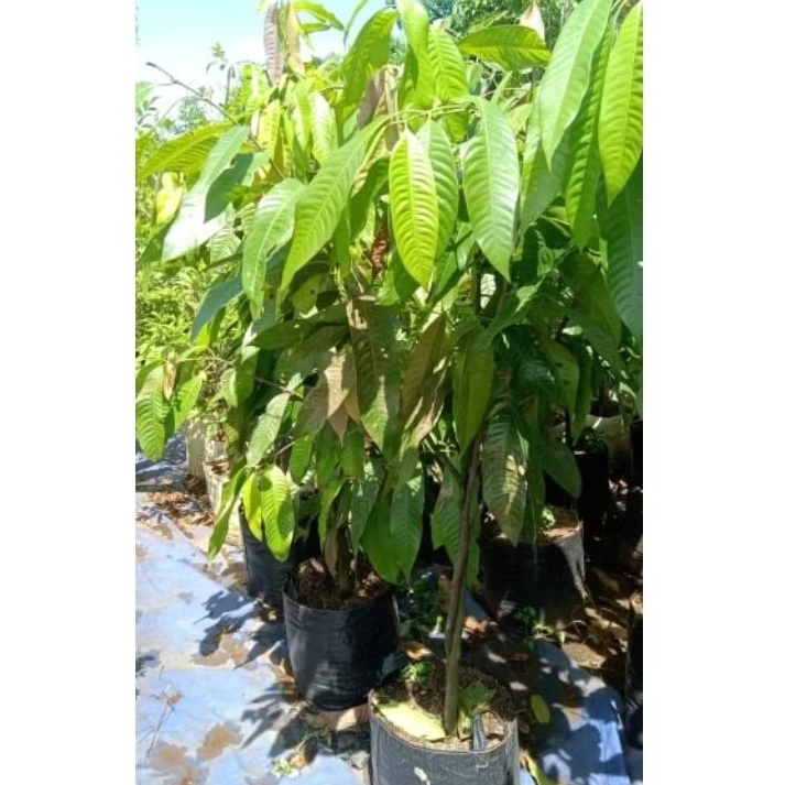 pohon gandaria. tanaman gandaria