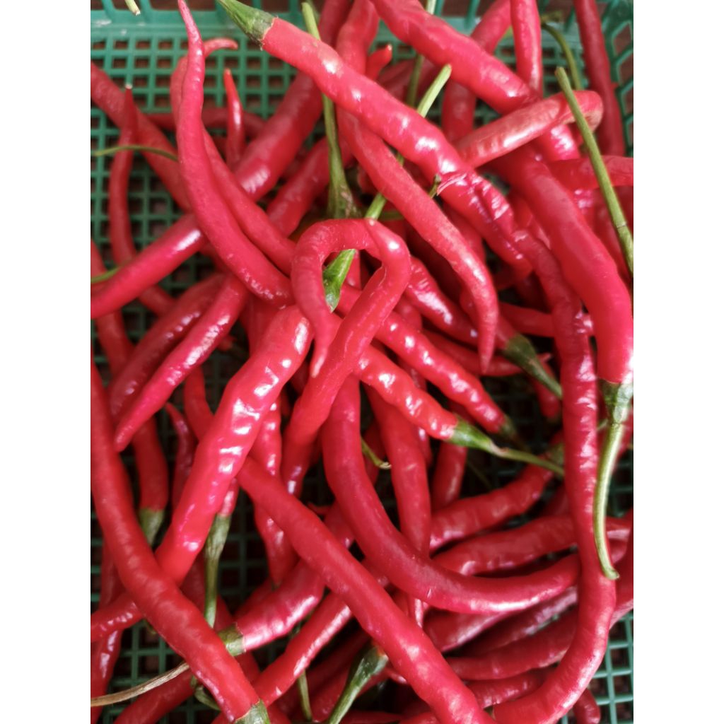 Cabai Keriting Merah Segar 1 Ons/ 100 gram - Super Fresh, Tanpa Bahan Kimia, Aman untuk Masakan
