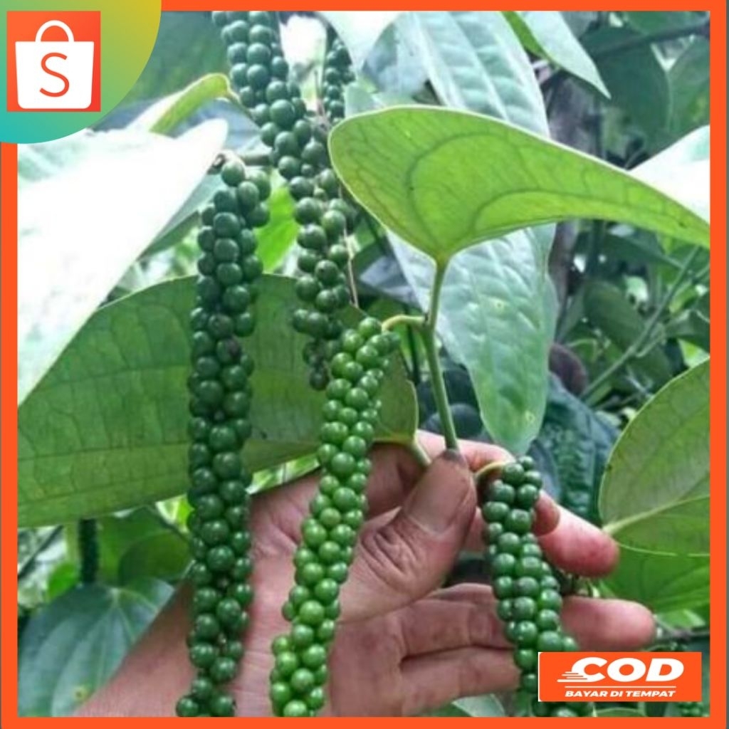 bibit merica/lada super unggul