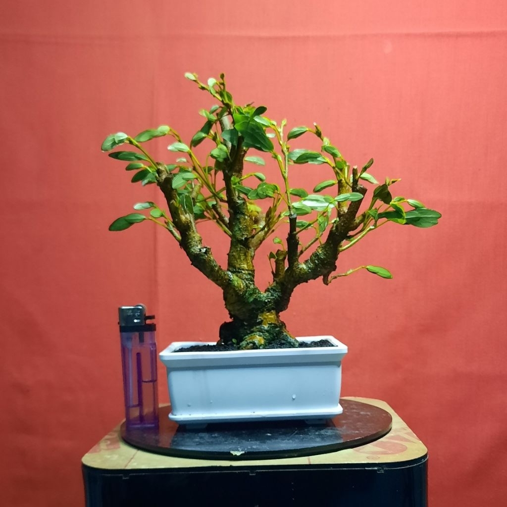 bonsai kaliandra surinamesis