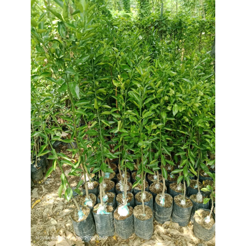 bibit jeruk santang madu 1 meter | batang besar | cocok untuk bahan tabulampot | bibit jeruk santang