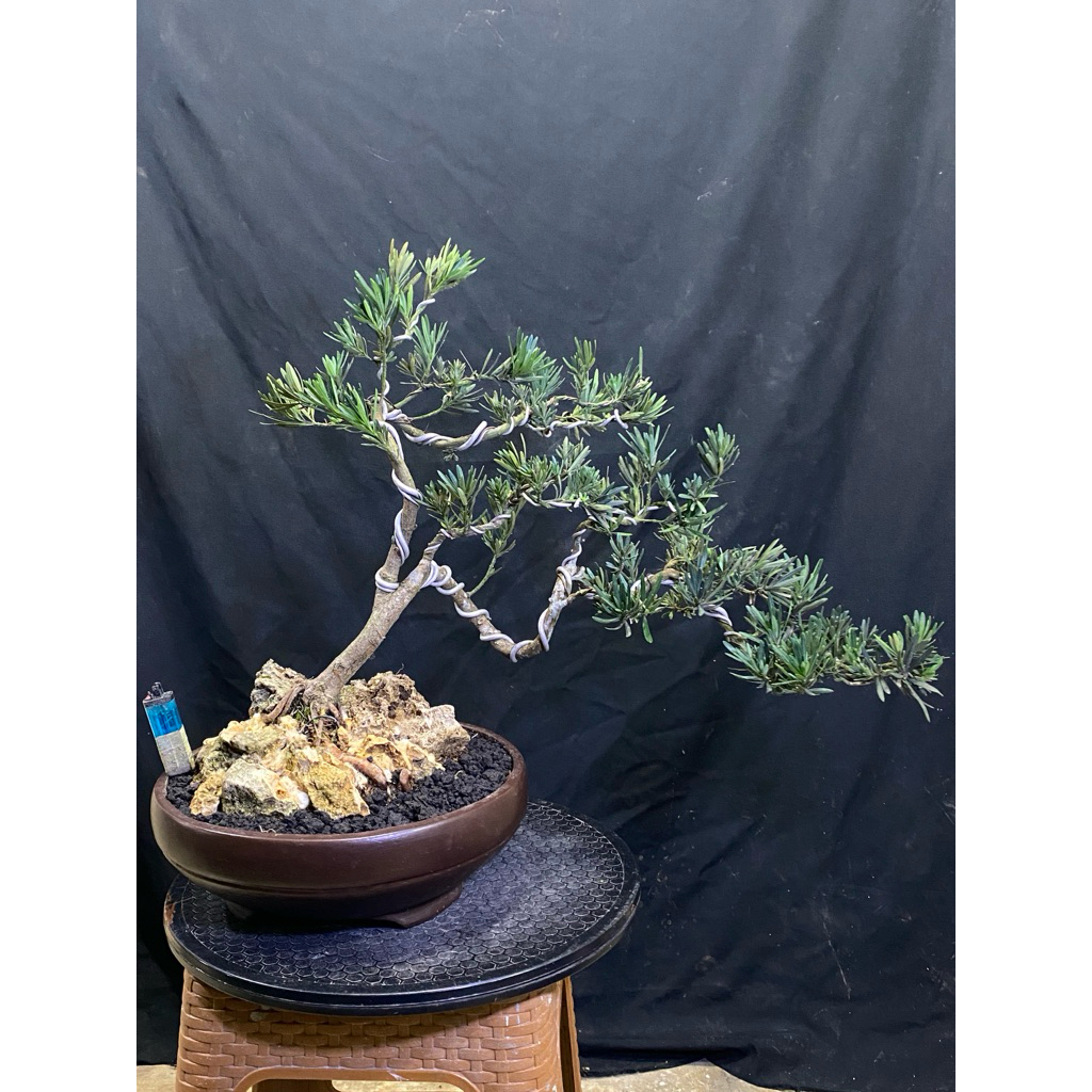 Bonsai Lohansung micro / Bonsai Podocarpus Micro / Lohansung LidaBurung