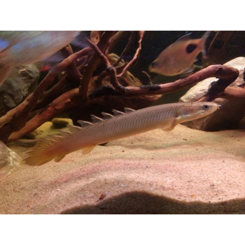 Polypterus Senegalus 8cm - Ikan Hias Naga Palmas