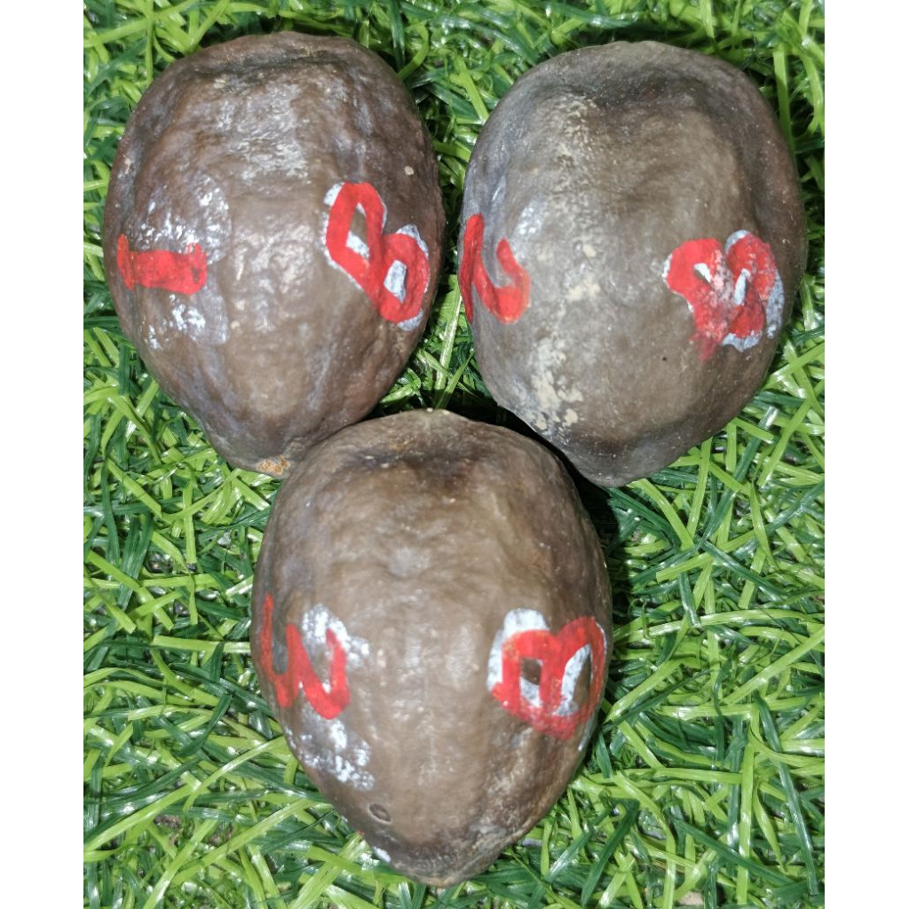 MUNCANG MANTILI BAGIO ORIGINAL