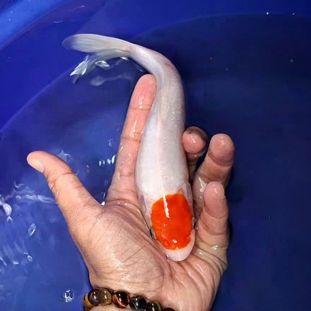 Ikan Koi Blitar Jenis Tancho / Rumah Koi Jakarta / kode 002