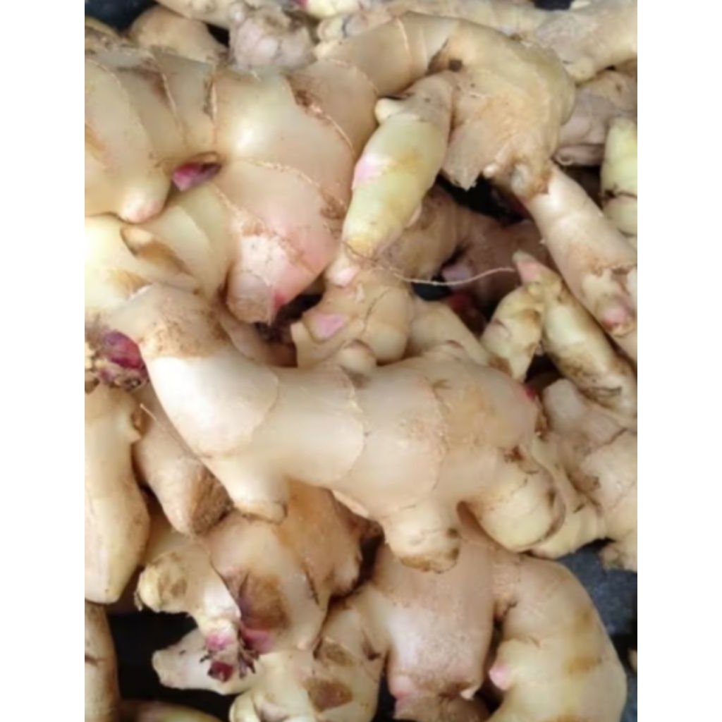 jahe gajah jahe gajah