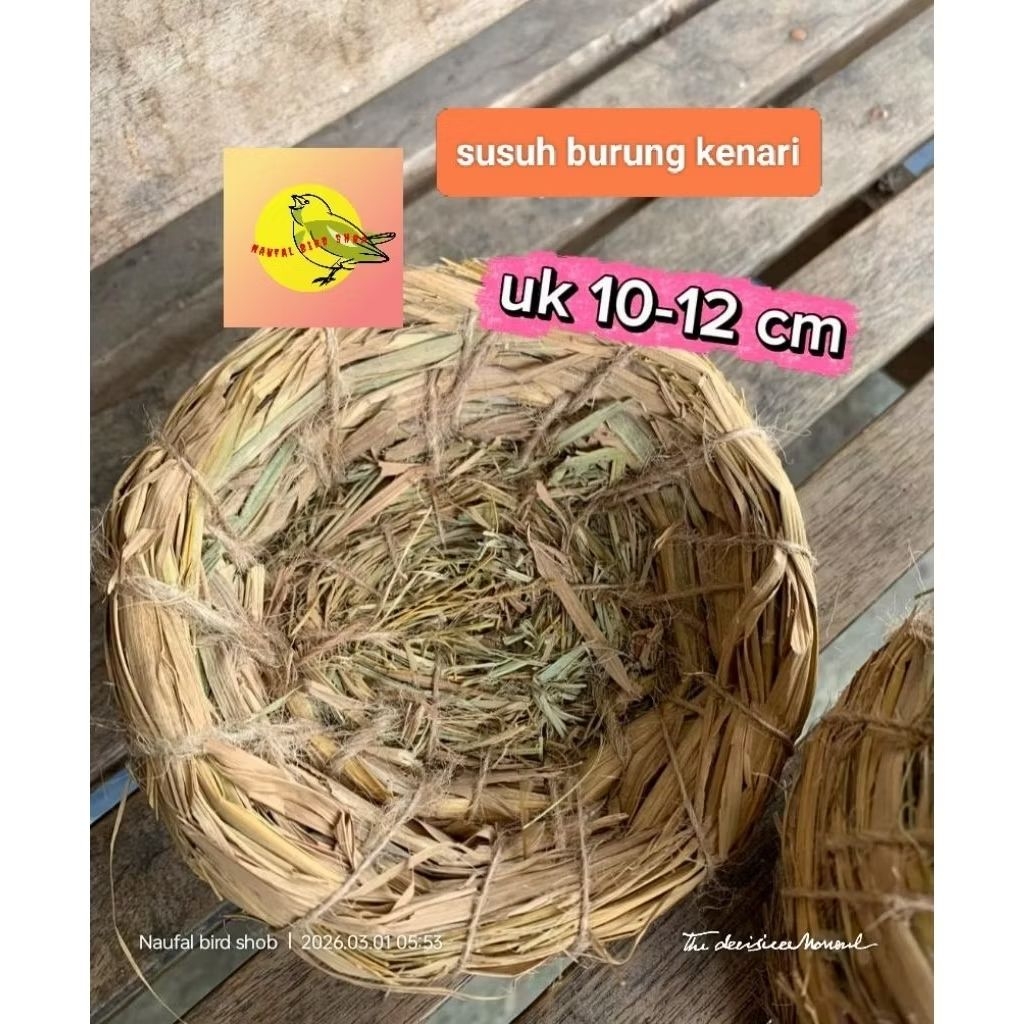 Tarangan burung kenari sarang burung kenari