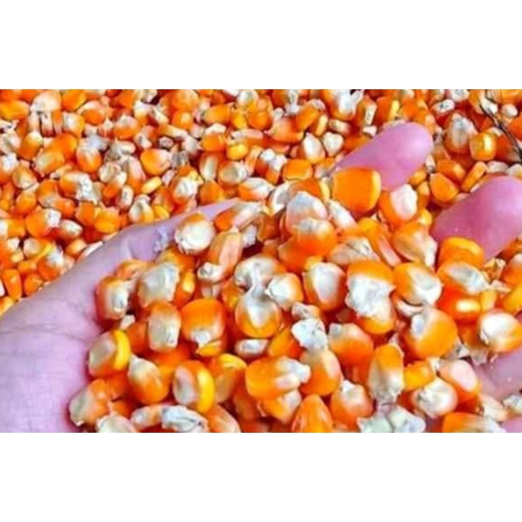 JAGUNG PIPIL KERING / JAGUNG BULAT KERING  1 Kg