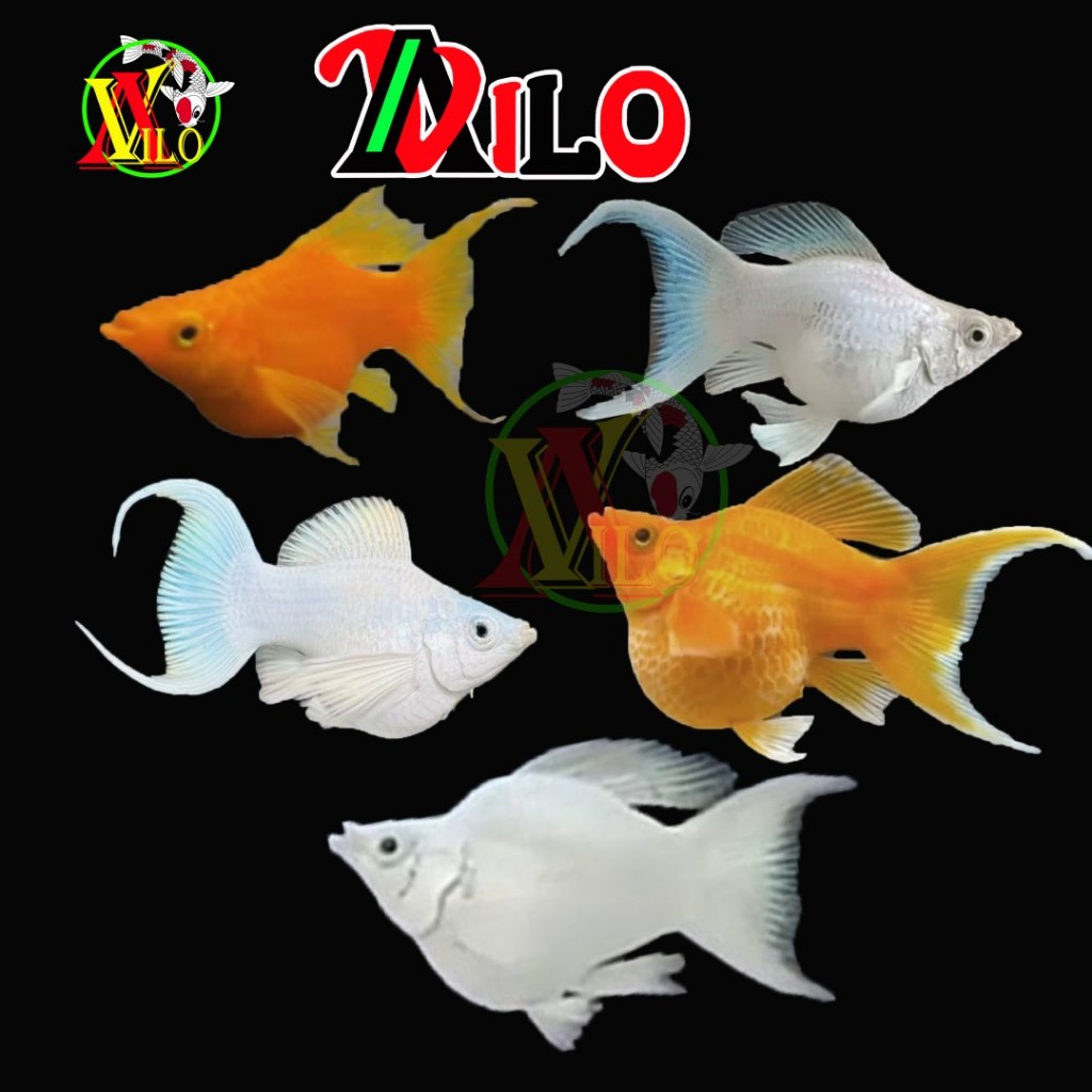 PAKET 10 - 30 ekor molly platinum mix oren sunkist ekor cagak bisa hidup tanpa mesin angin gelembung