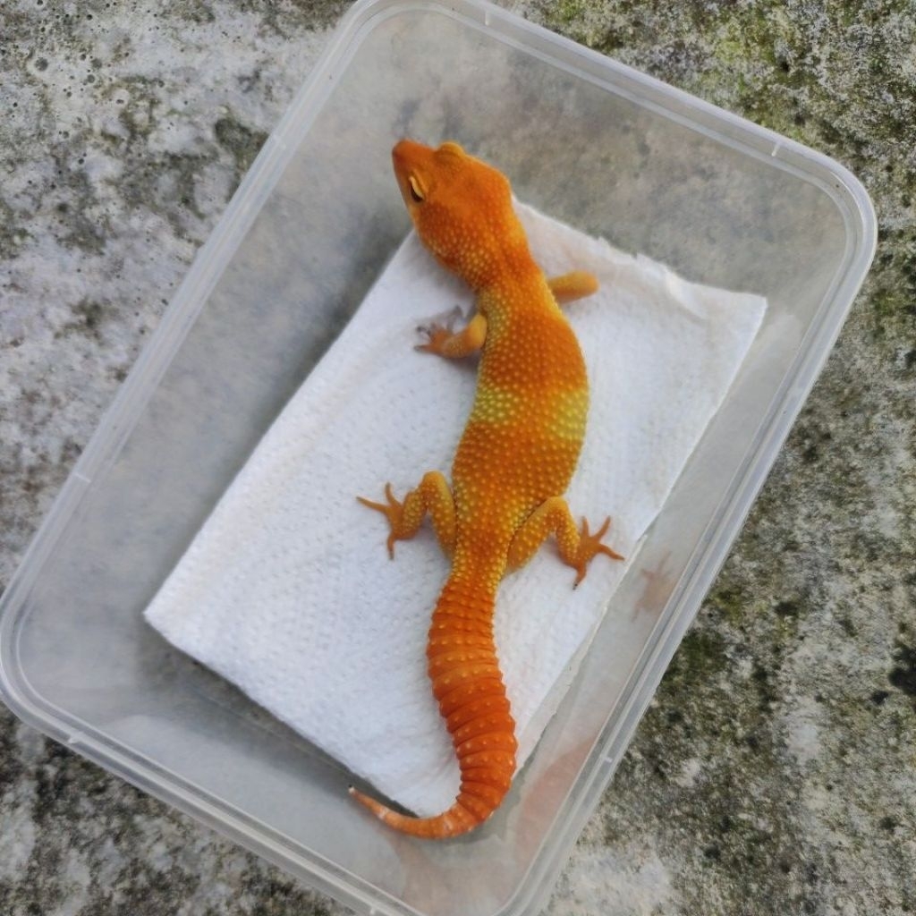 MAINAN ANAK GECKO DEWASA_SHTCTB FEMALE