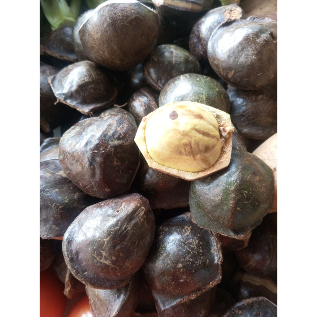 Jengkol Muda dan Tua Segar , Kulit Masih Utuh