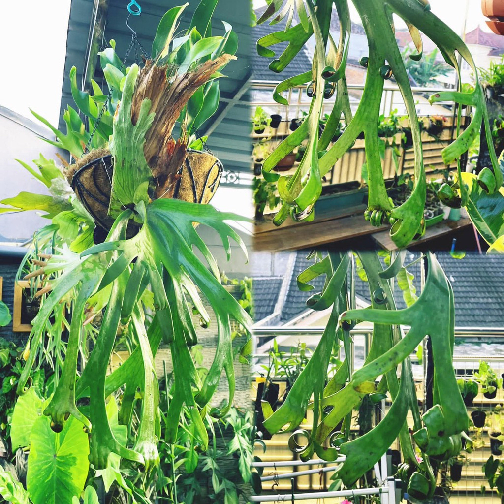 Tanaman Hias Tanduk Rusa Medium Platycerium Willinckii Roll - Pilihan Elegan untuk Dekorasi Ruangan