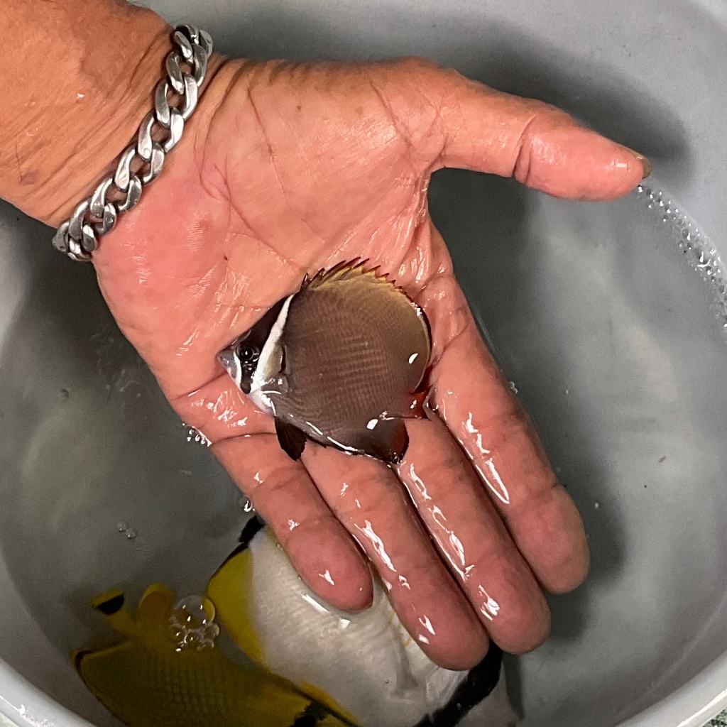 Ikan Hias Laut Kepe Kalong