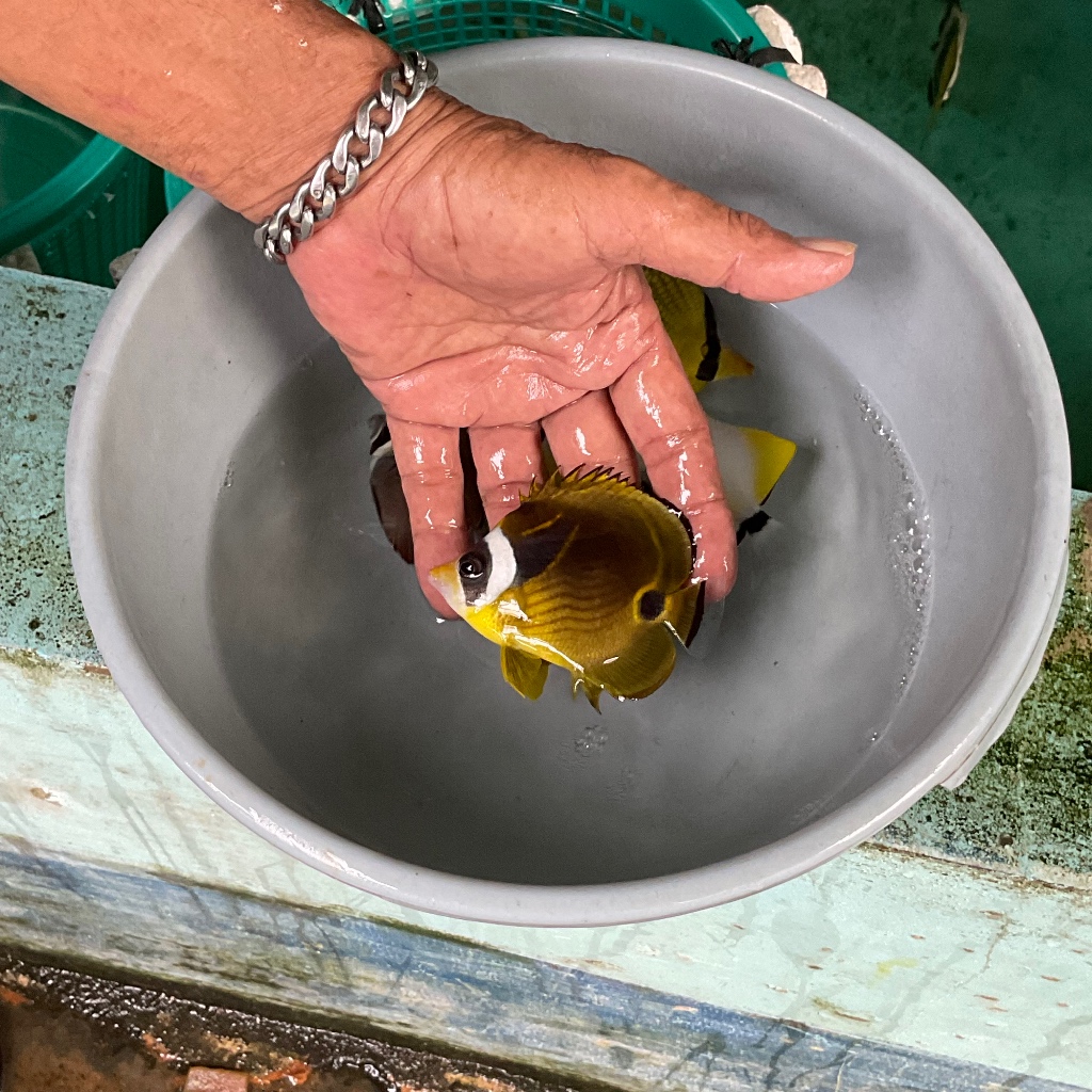 Ikan Hias Laut Kepe Gajah