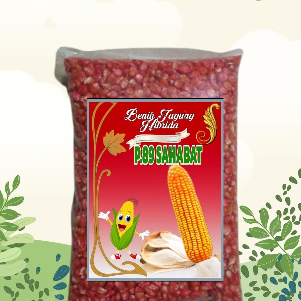 Benih jagung P.89 SAHABAT