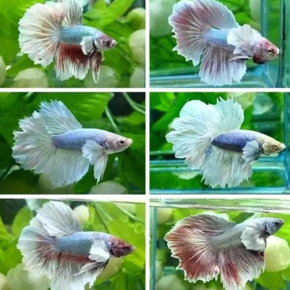 IKAN HIAS CUPANG HALFMOON LINE DUMBO EAR RANDOM SIZE +-4 CM [BISA PILIH JANTAN/BETINA] [ISI 2 EKOR]