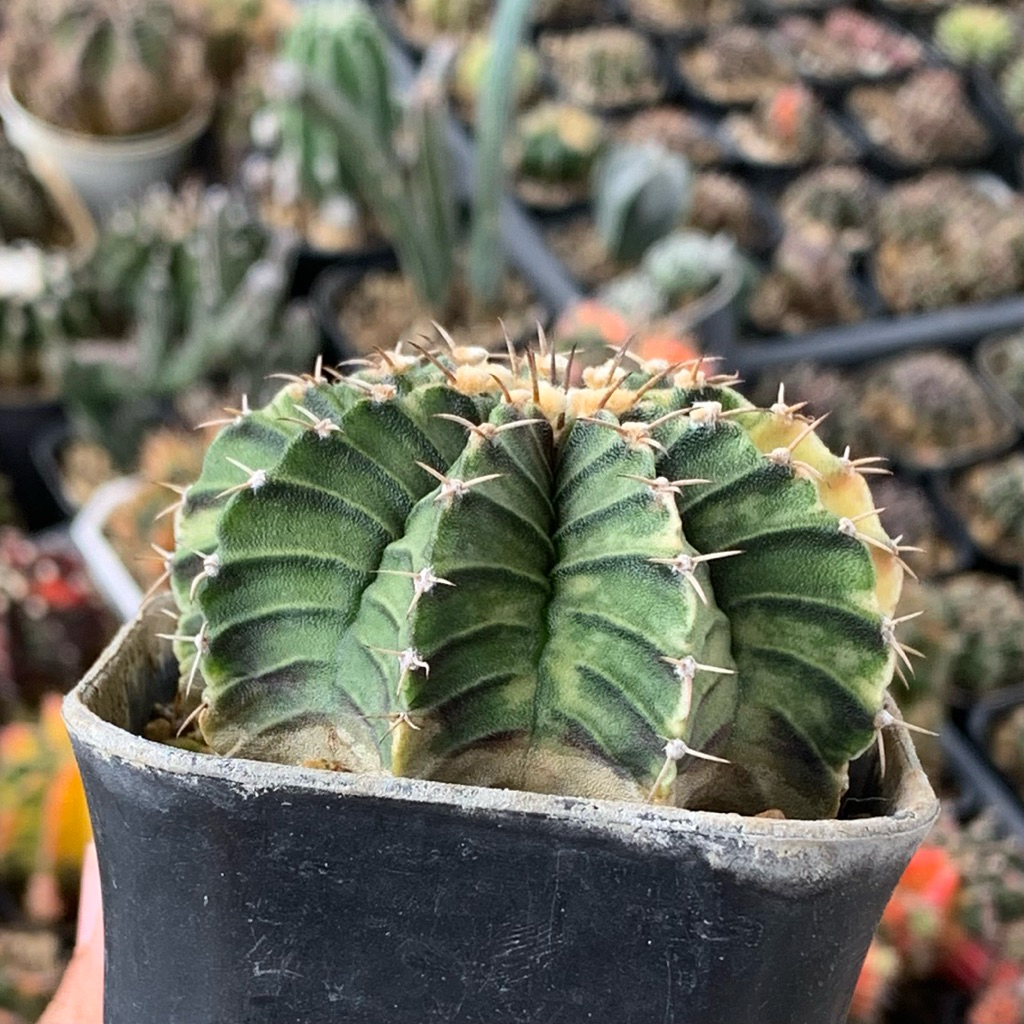 Gymnocalycium LB Hybrid Varigata kaktus gymno var pink orange miha 2178 ribs lb2178 tanaman hias hid