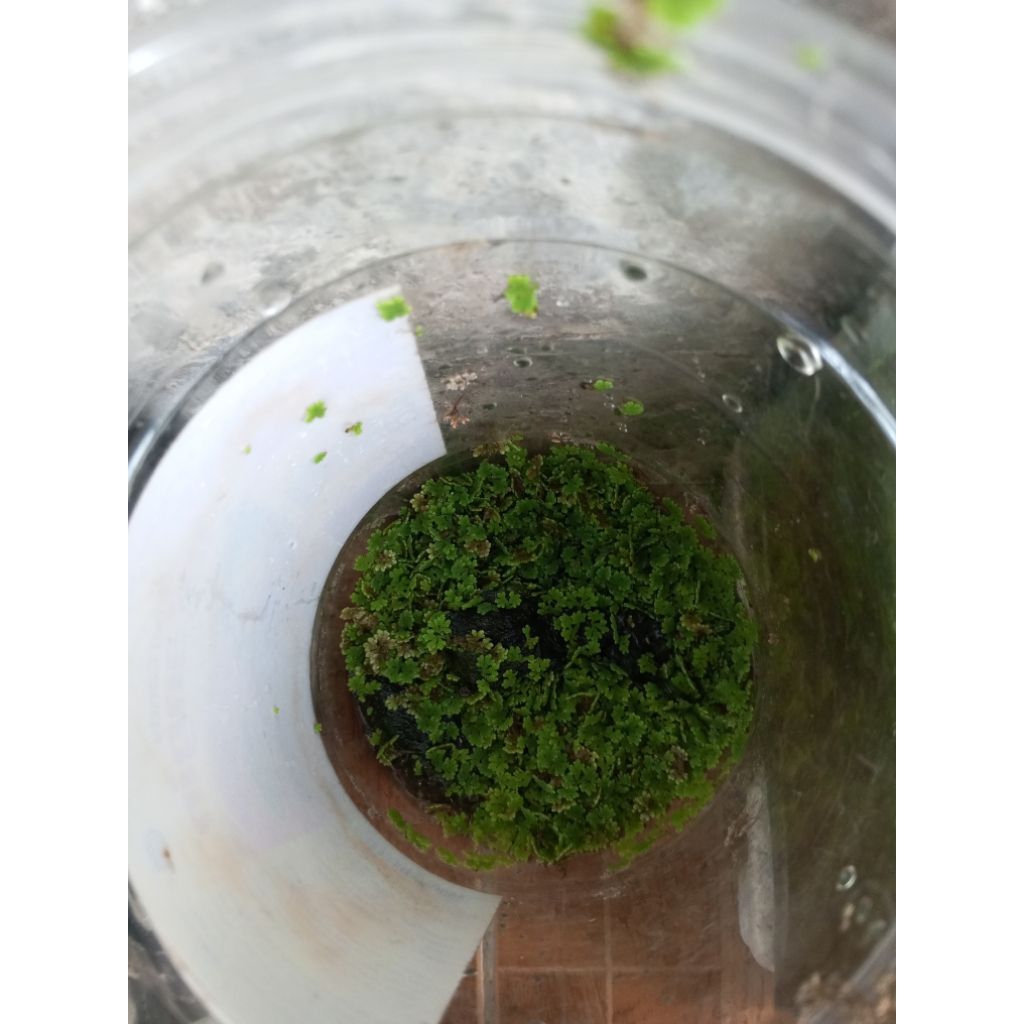 tanaman hiasan aquarium azola tanaman penghijauan aquarium