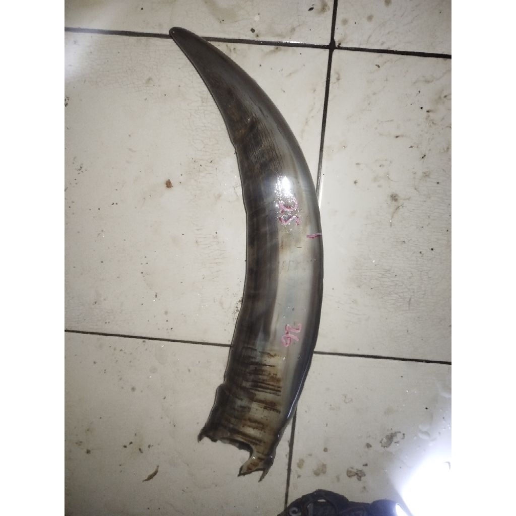 tanduk kerbau putih super murah