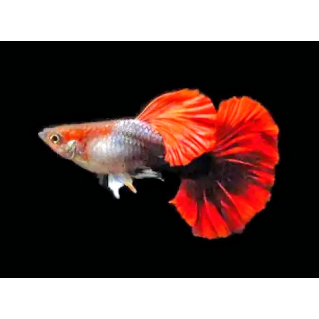 Guppy HB Red Cauliflower Premium Quality Grade A Sepasang Remaja Siap Induk Siap Breeding