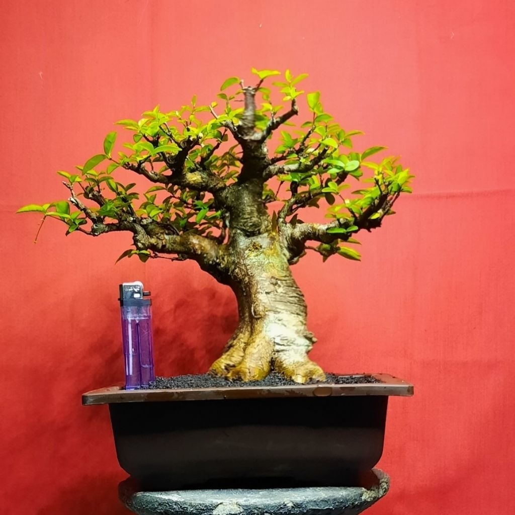bonsai anput anting putri small
