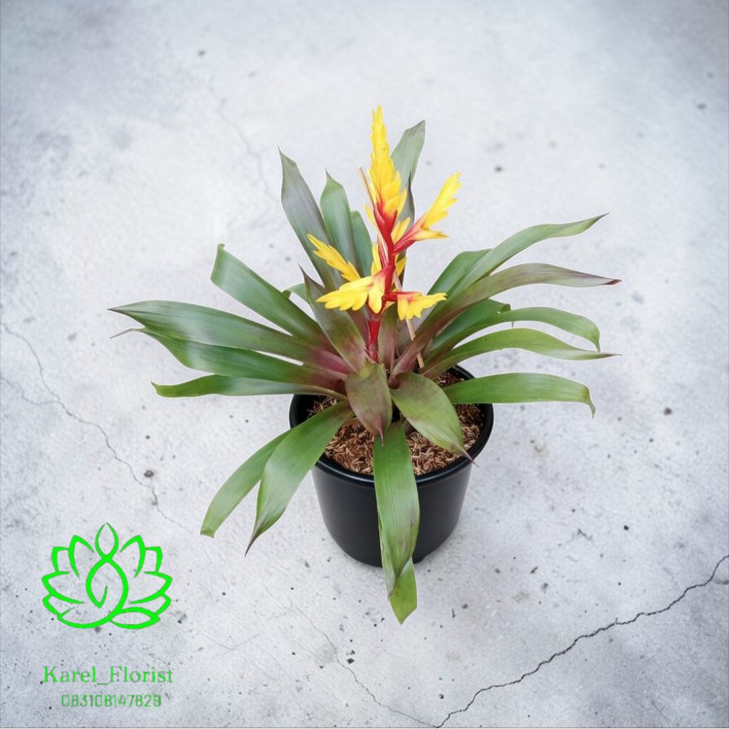 tanaman bromelia king vriesea