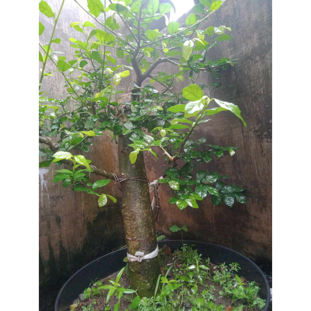 bonsai serut taman