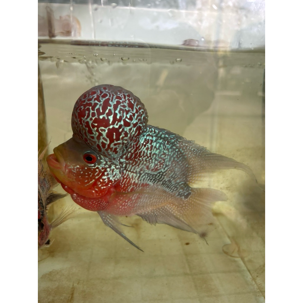 LOUHAN SRD JENONG SIZE 6-7JARI BONUS BETINA BONSAI