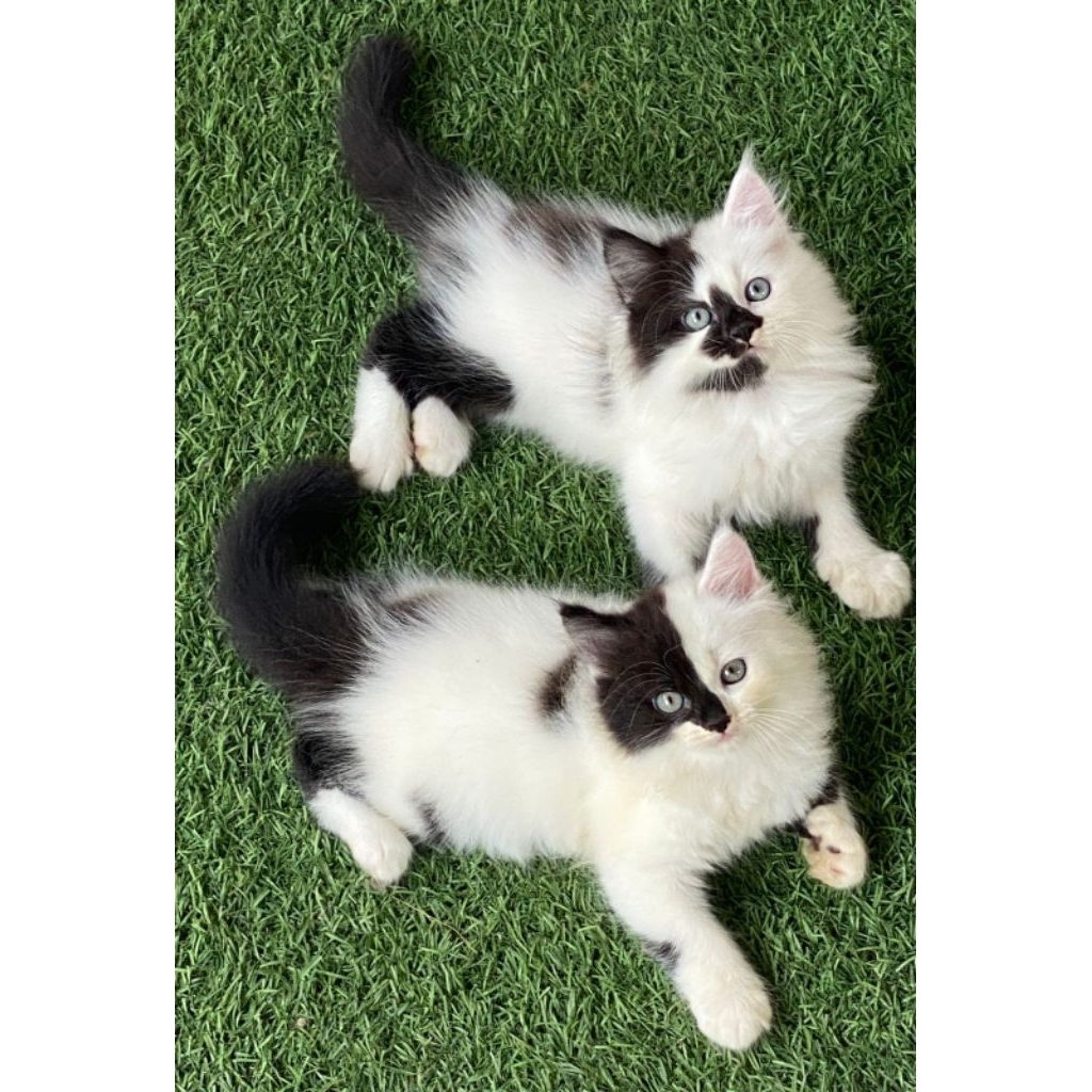 kucing kitten ras persia bulu kapas