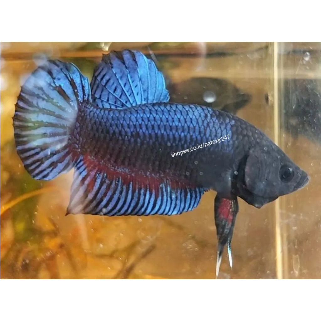 Cupang Adu Sepasang Lokal Medan Super