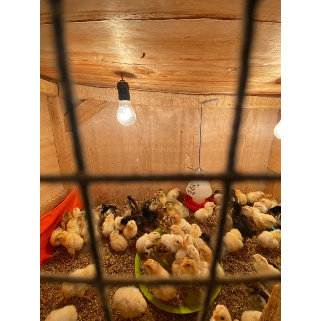 DOC ayam KUB 2 Sudah Vaksin