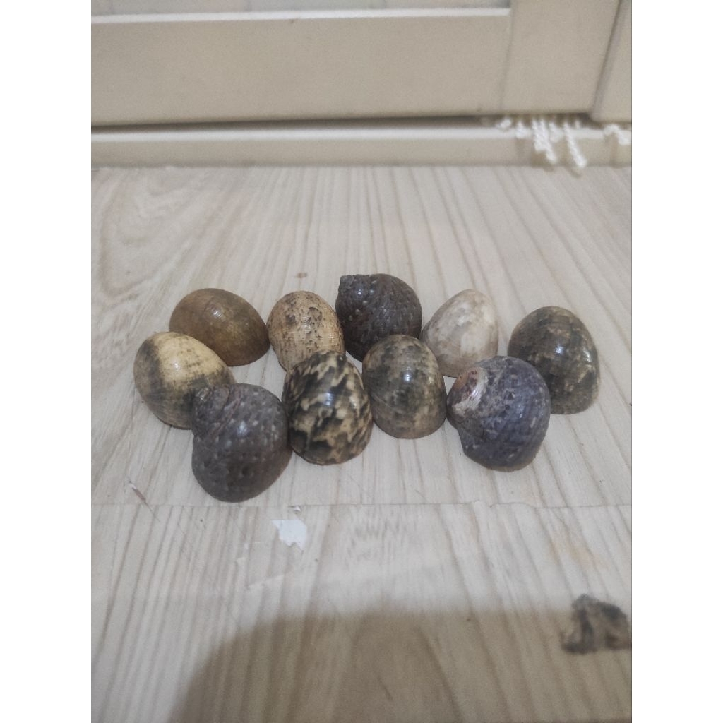 Cangkang Kelomang Kecil (1)