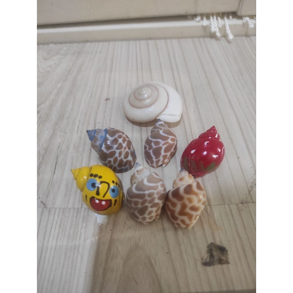 Cangkang Kelomang Kecil (2)