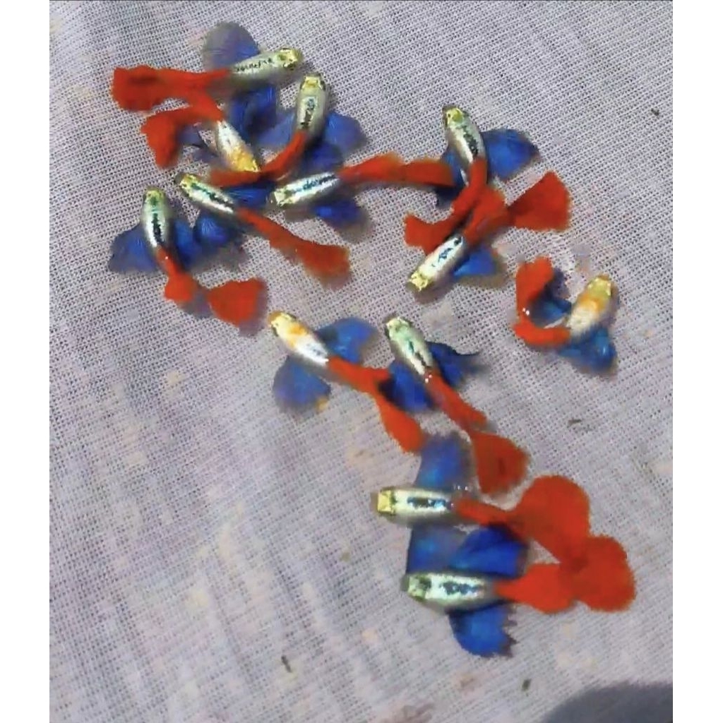 Guppy PRTDE Grade A - Paket Trio (1 Jantan 2 Betina)