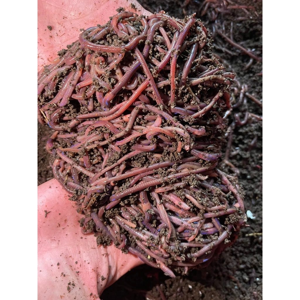 Cacing Tanah 100 Gram - Pakan Hidup untuk Burung, Ikan, dan Kompos