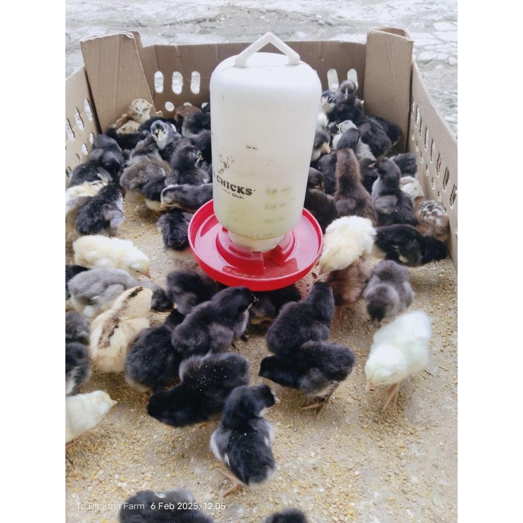 doc Kampung unggul balitnak (KUB2)