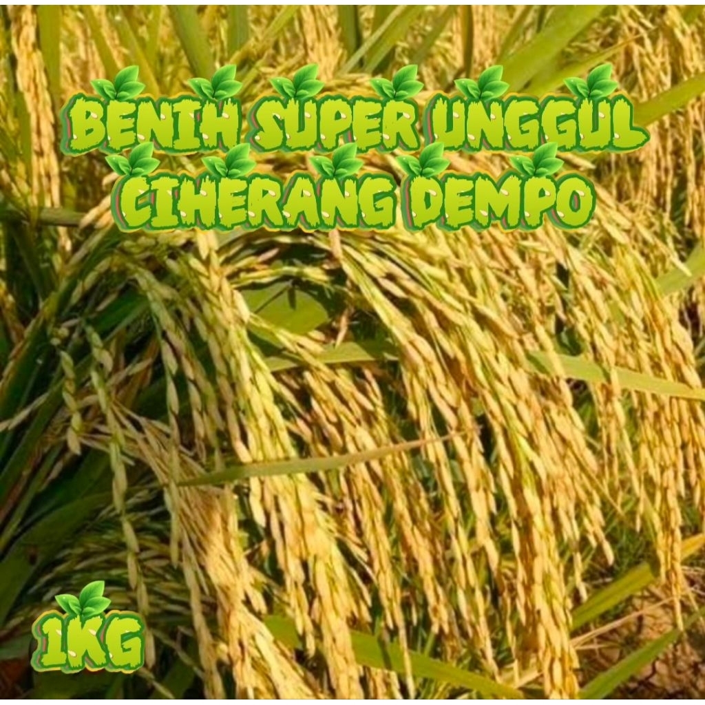 BENIH PADI SUPER ISTIMEWA CIHERANG DEMPO 1KG