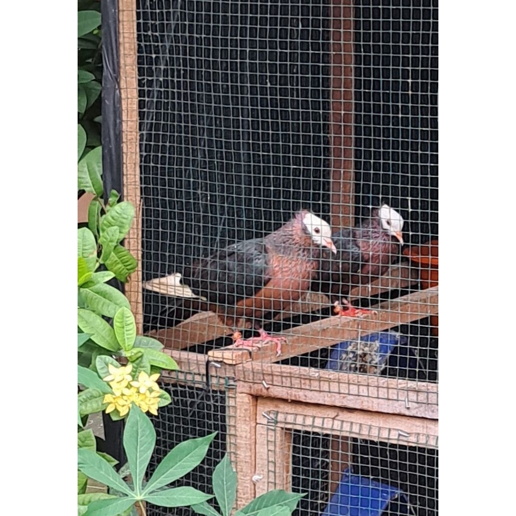 Burung Merpati Hias Archangel Sepasang Ballhead