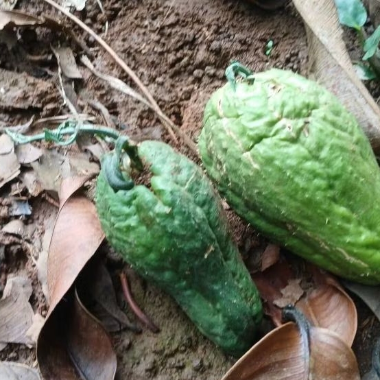 Bibit Labu Siam 2 Buah – Benih Sayur & Labu Siam Berkualitas