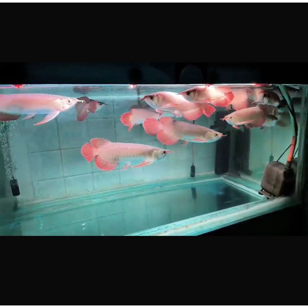 Ikan Arwana Super Red Ukuran ± 25 cm (TERMASUK SERTIFIKAT+ CHIP)