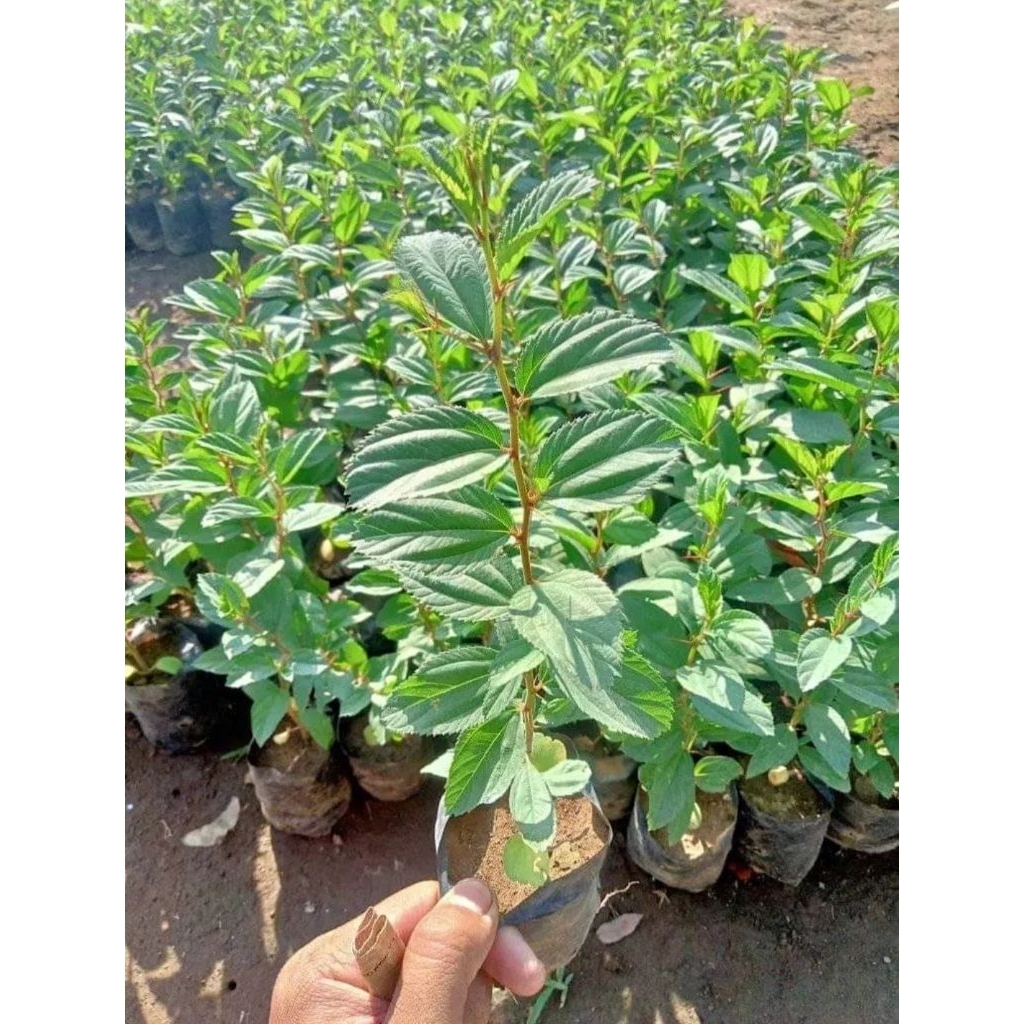 bibit bidara arab asli