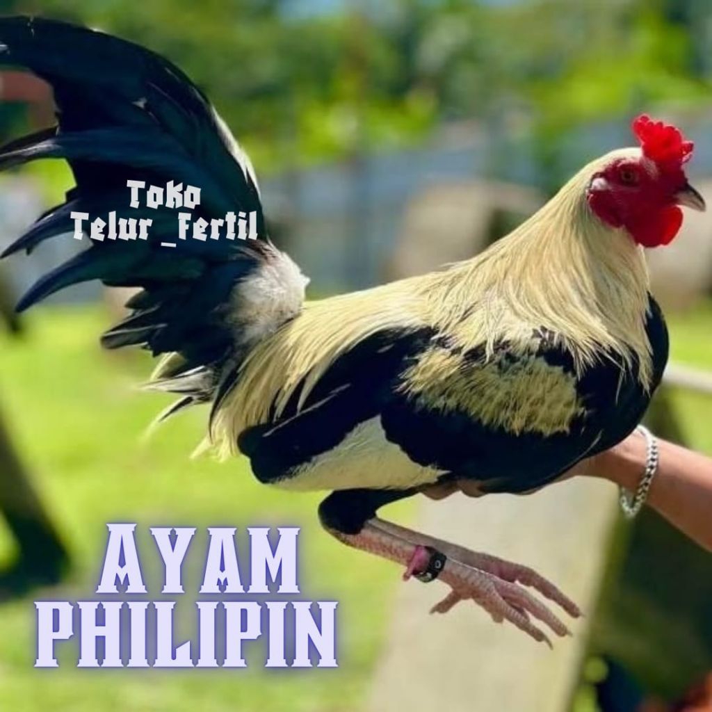 TELUR AYAM PHILIPIN ASLI PETARUNG