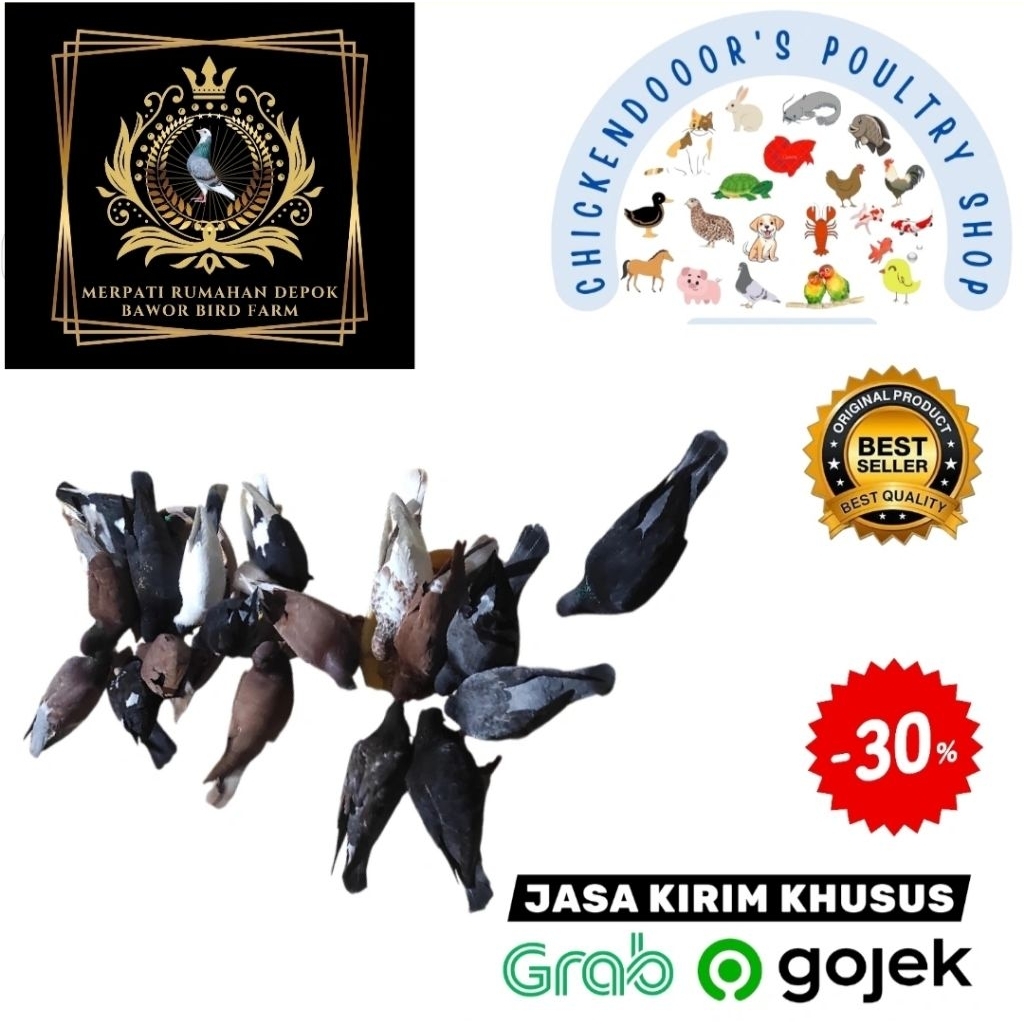 BURUNG MERPATI SEPASANG GIRING BURUNG DARA GIRING PASANGAN DORO PASANGAN  PIGEON COUPLE MERPATI GIRI