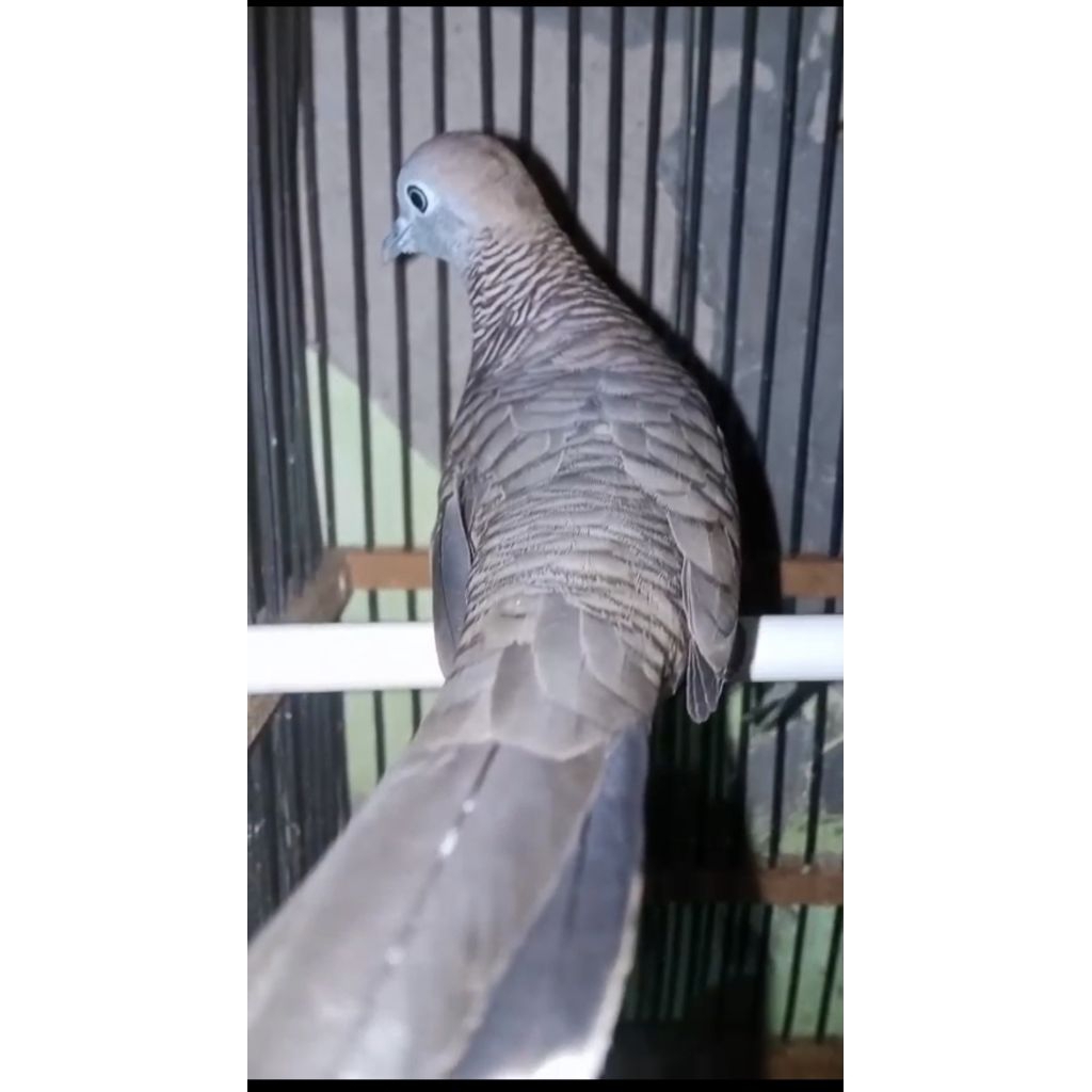 perkutut katuranggan kidang Kencono