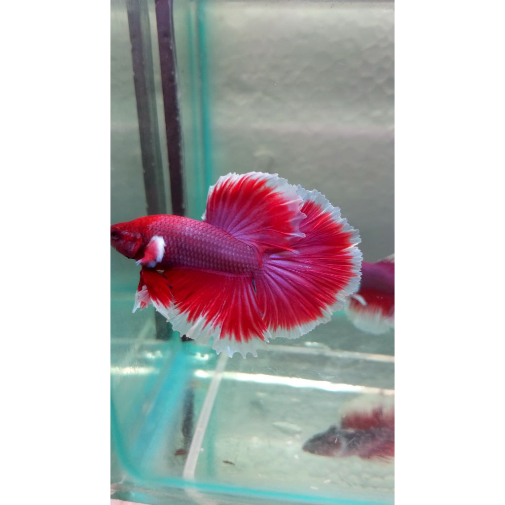 Ikan cupang lavender halfmoon