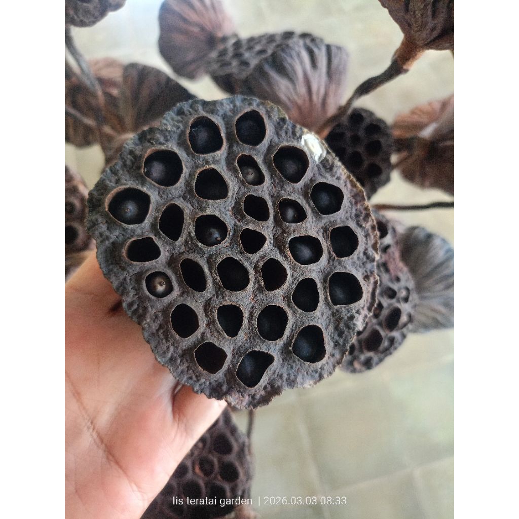 Bekas bunga lotus kering/pod lotus size besar
