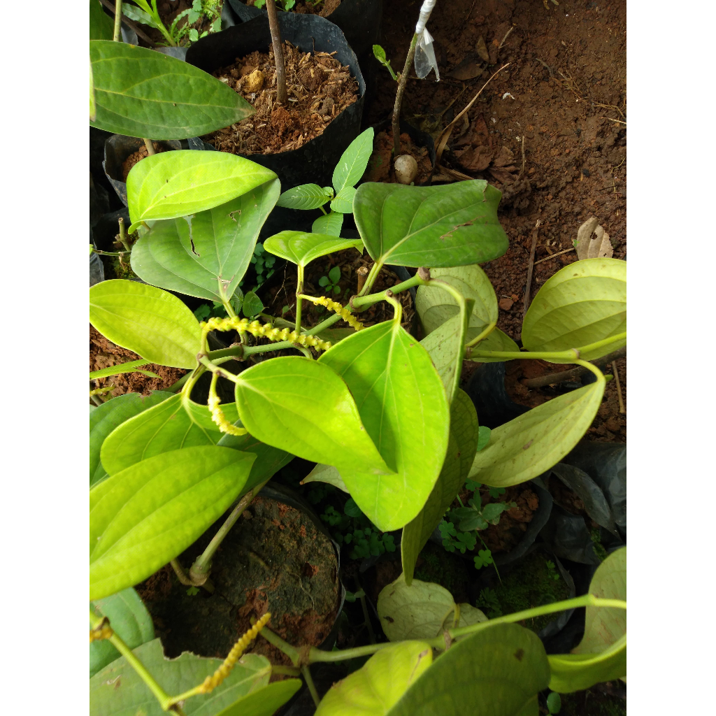 Jual Bibit Tanaman Lada Perdu - Siap Tanam